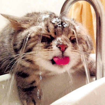 遛貓後洗澡


