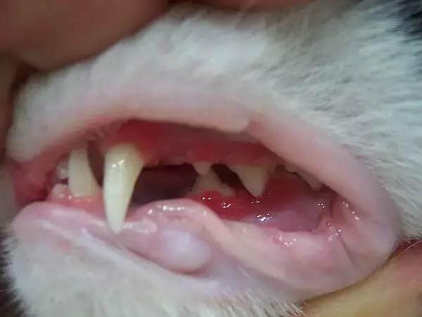貓咪口腔疾病-牙齦炎