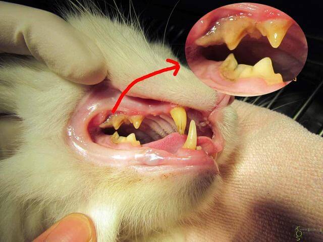 貓咪口腔疾病-牙結石