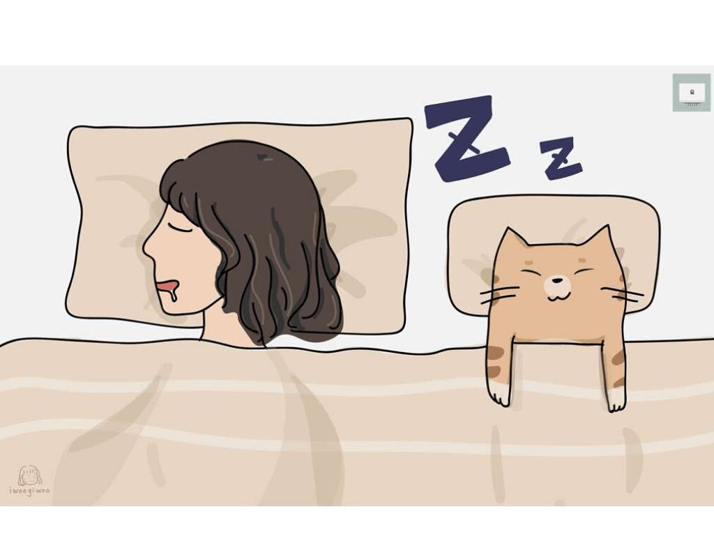 大解密！貓咪睡覺的位置真的跟親密度有關嗎？來聽聽專家解析！