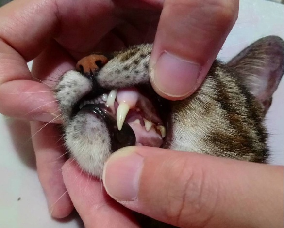 貓咪口腔疾病-口腔潰瘍