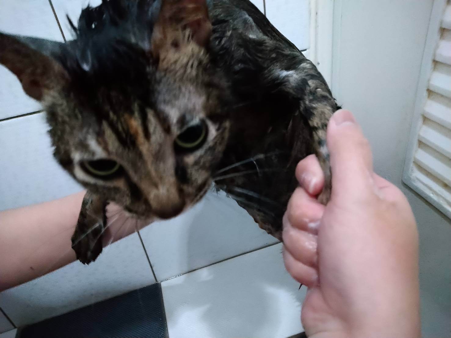 貓咪洗澡步驟3