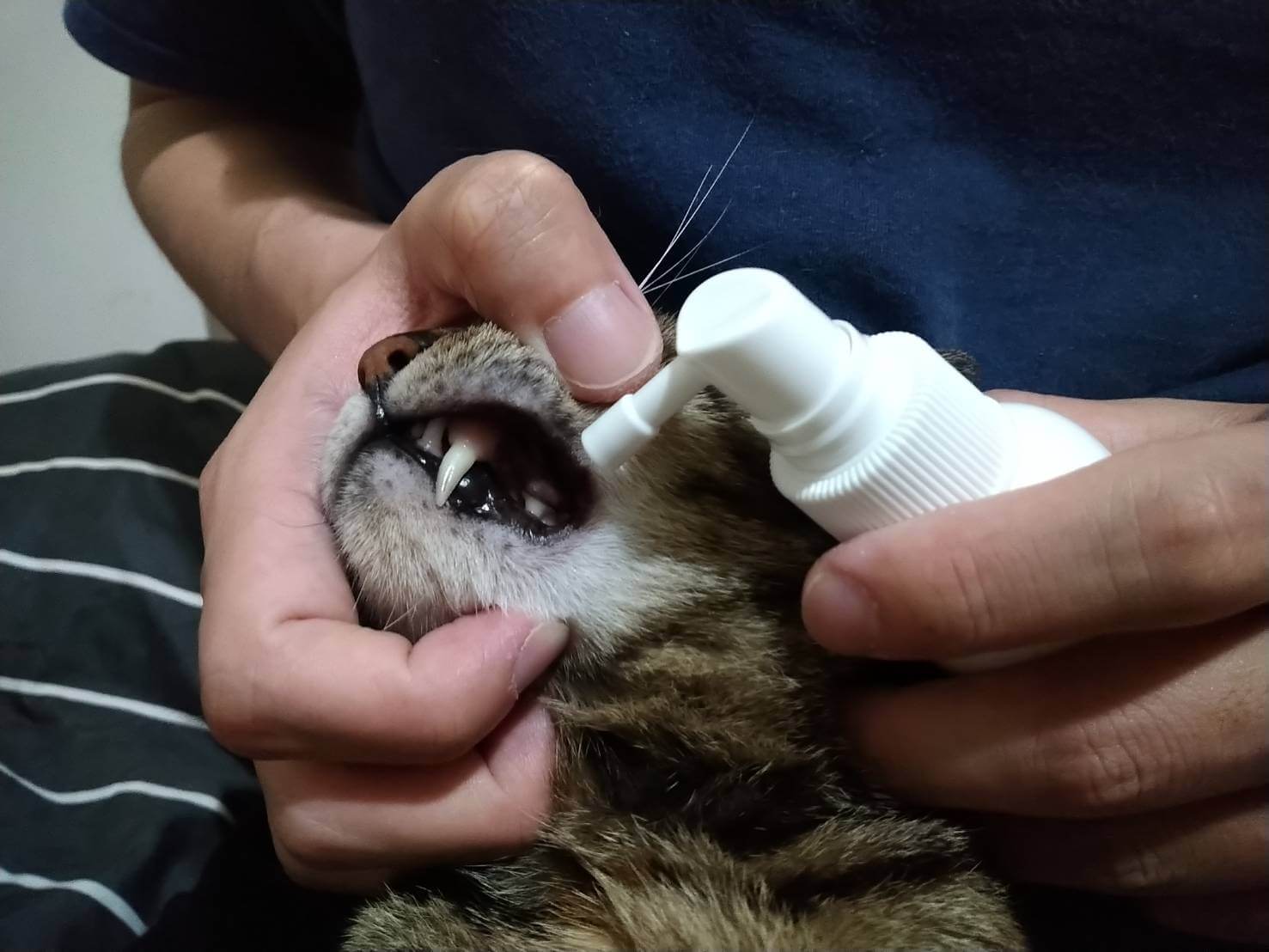 貓咪用噴式潔牙凝露 使用方式