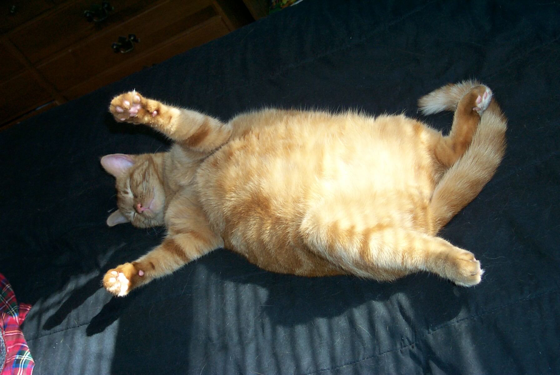 貓結紮術後變胖