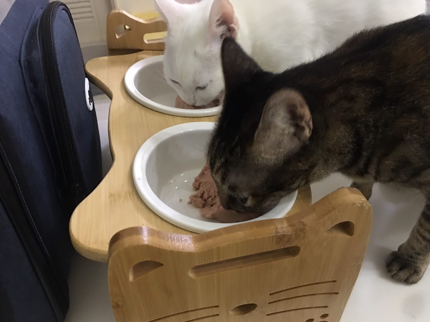 貓侍主食罐試吃3