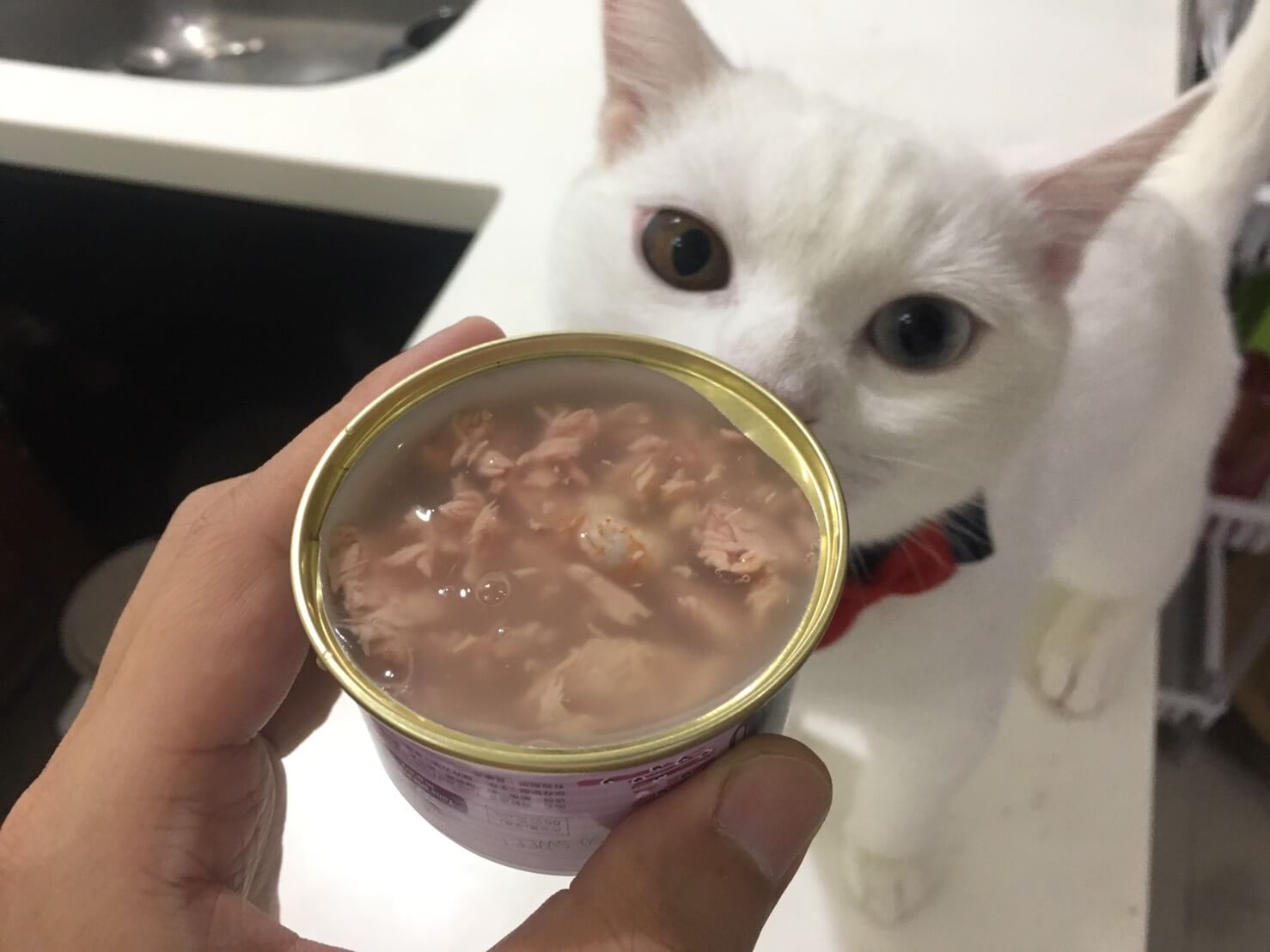 貓侍馬卡龍副食罐試吃1
