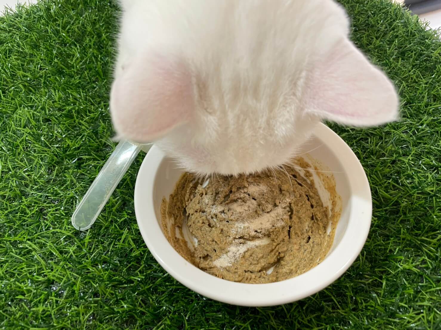 貓咪沖泡式鮮食 成品